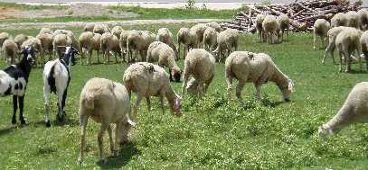 La DGA abona las primas de ovino